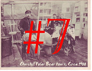 #07 Polar Bear Tours postcard